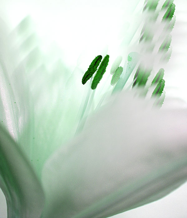 Green_lilly.jpg