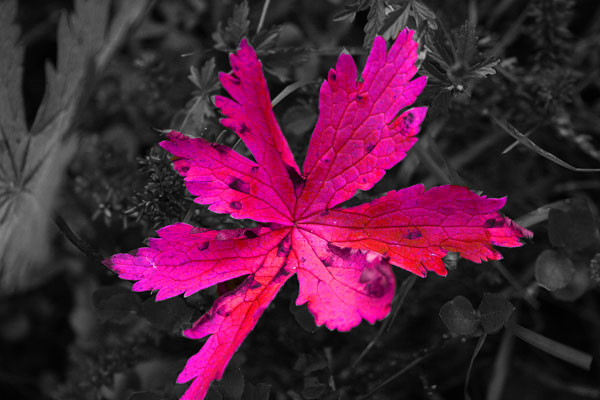 Pink_leaf.jpg