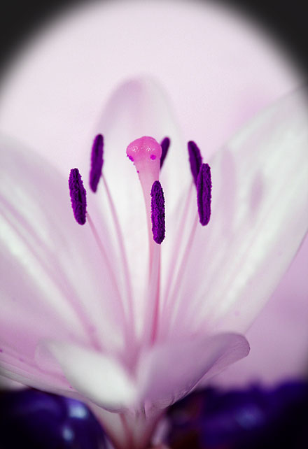 Purple_lilly.jpg