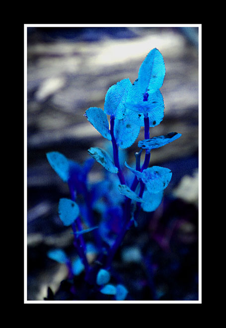 Blue.jpg