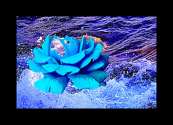 Ocean_rose.jpg