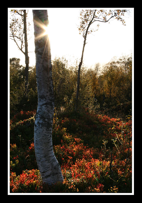 Solglimt.jpg