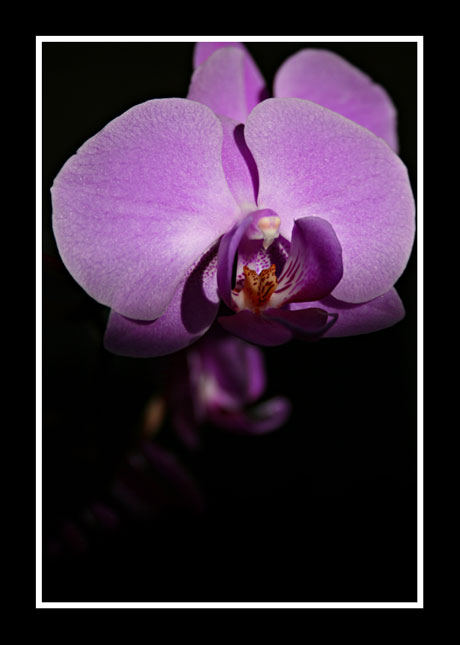 Lilac.jpg