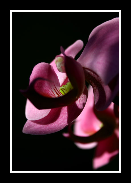 Orchid_web.jpg