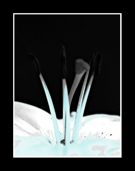 Blue_lilly.jpg