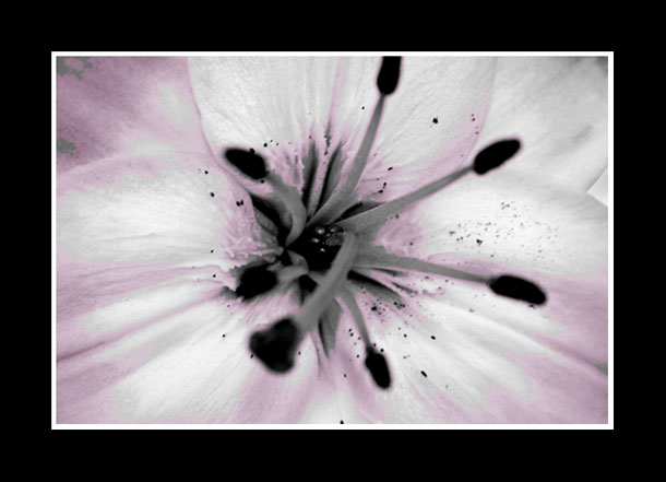 Pink_lilly.jpg