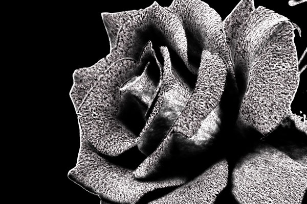 BlackRose.jpg