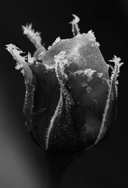Frosty_rose.jpg