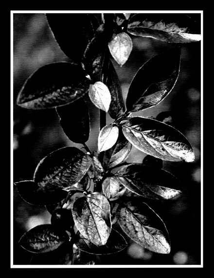 Leaves_in_dark.jpg