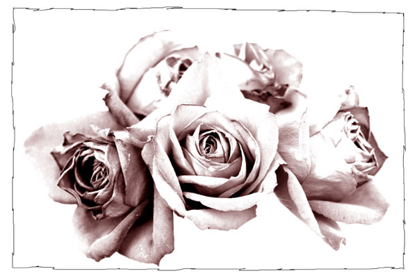 Pale_roses.jpg