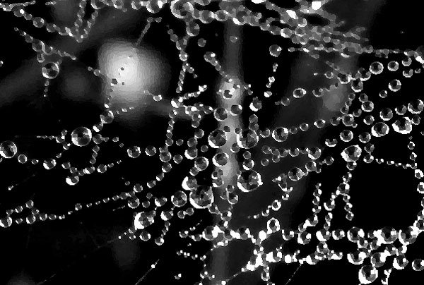 web.jpg