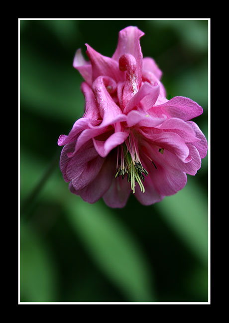 Blomst.jpg