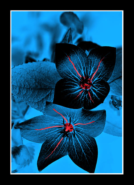 Blue_flowers.jpg