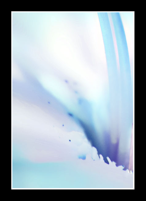 Soft-lily_1.jpg