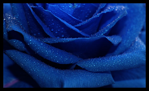 Blue_rose.jpg