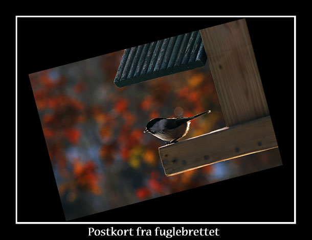Fuglebrettet.jpg
