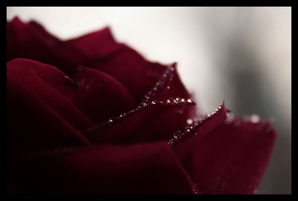 Perfect_rose.jpg