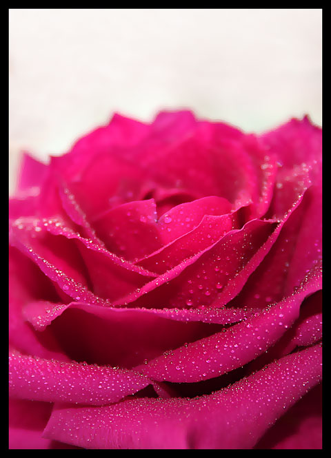 Pink_pleasure.jpg