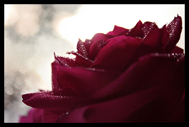 Pink_rose.jpg