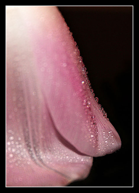 Tulip.jpg