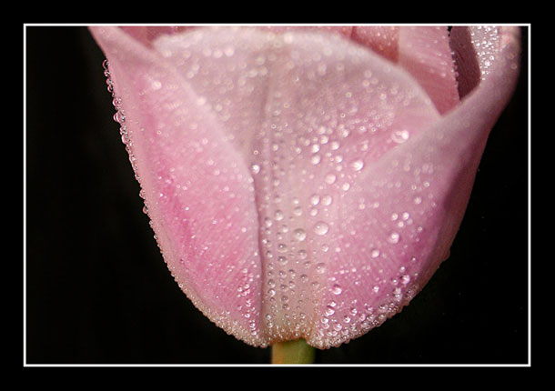 Tulipan.jpg