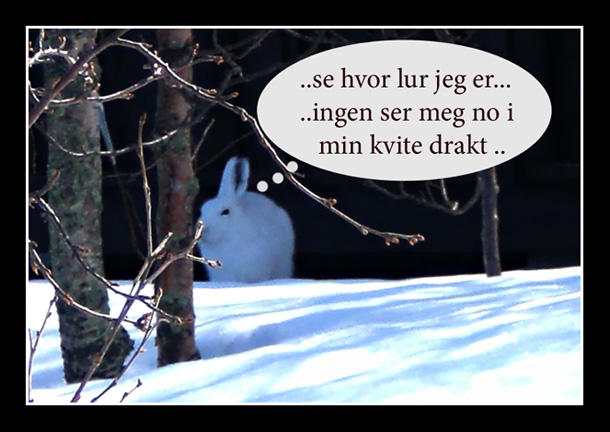 Hare.jpg
