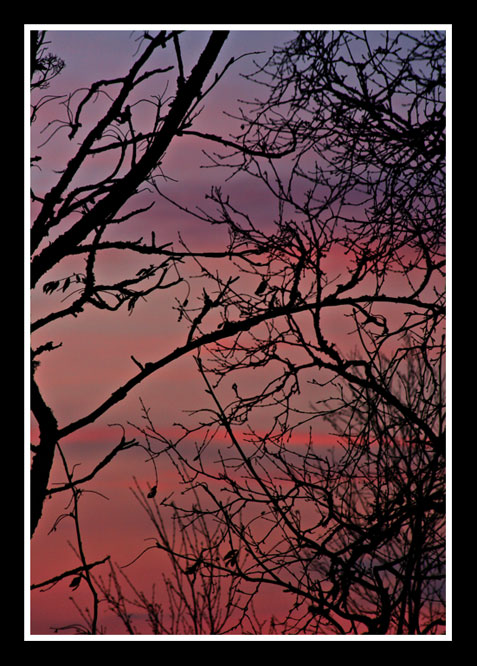 Rosa_himmel.jpg