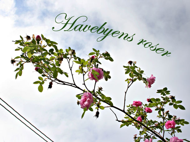 Havebyens_roser.jpg