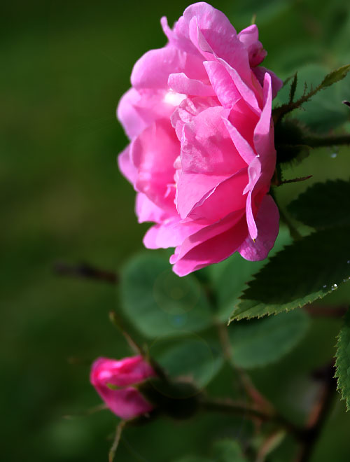 Solstr__lerose.jpg