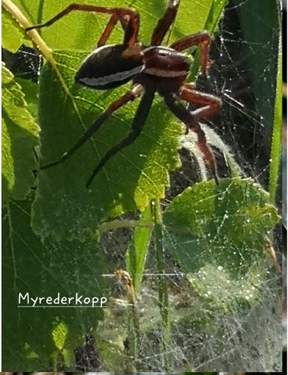 Edderkopp1 1