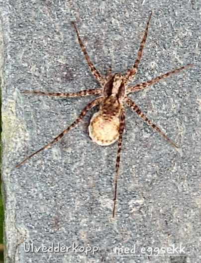 Edderkopp1 2