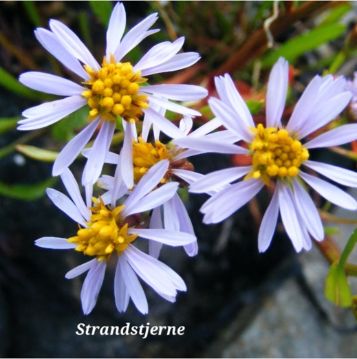 Flotte villblomster 11