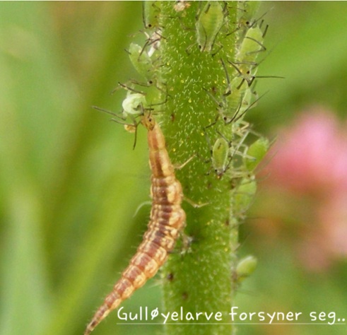 Gulloye 3