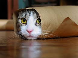 Katt i papir