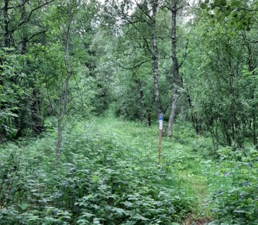 Stolpejakt skogen