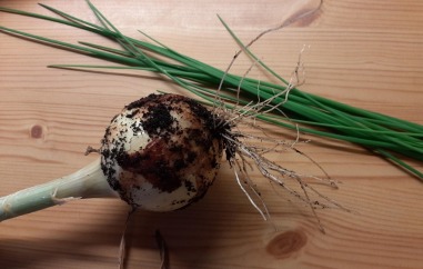 SOppsuppe 2