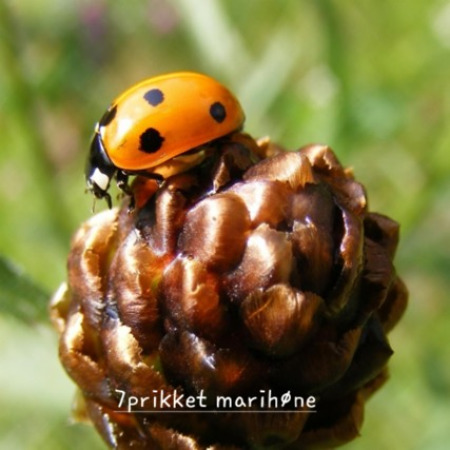 Marihone 1