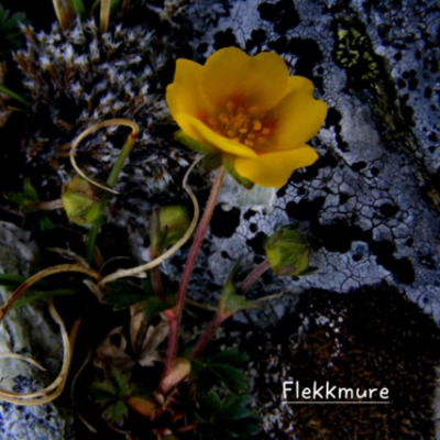 Ilfjellet planter 2 Flekkmure