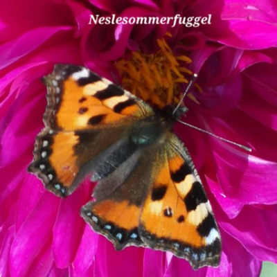 Sommerfugl 1