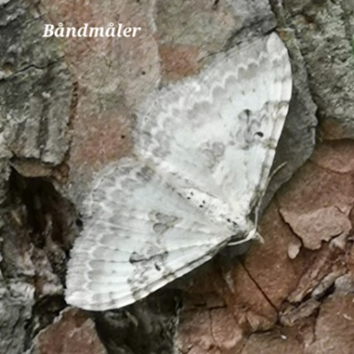 Sommerfugl 3