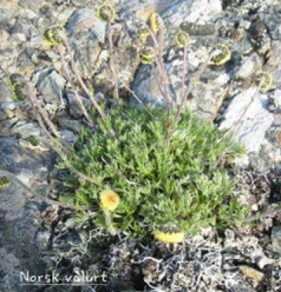 Ilfjellet planter 1 Norsk valurt