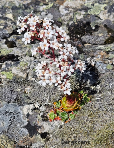 Fjellblomst3 1 Bergkrans