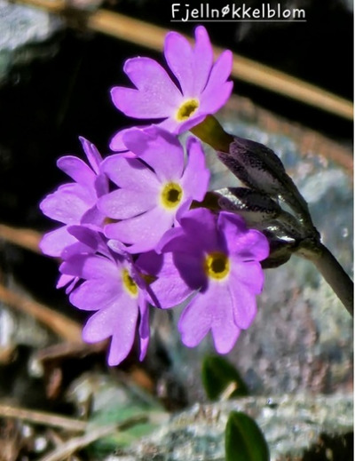 Blomstertur 6 Fjellnokkelblom