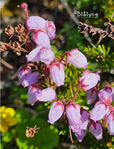 Fjellblomst1 4 Blalyng