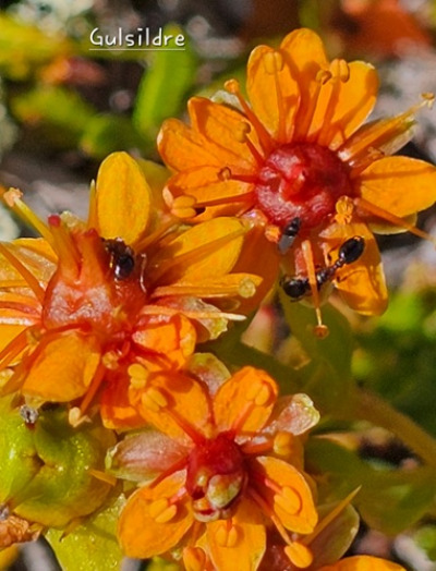 Fjellblomst3 4 Gulsildre