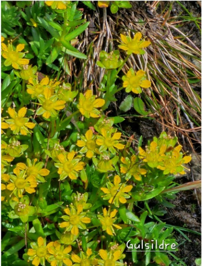 Fjellblomst2 7 Gulsildre