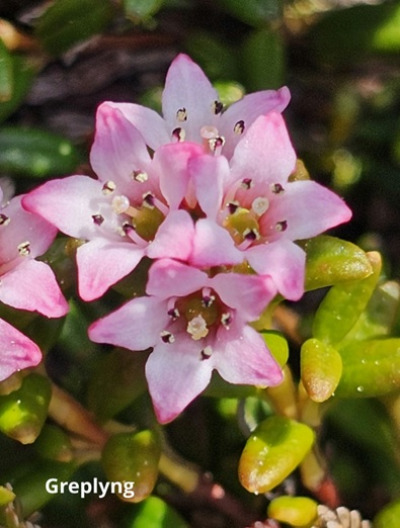 Fjellblomst1 6 Greplyng