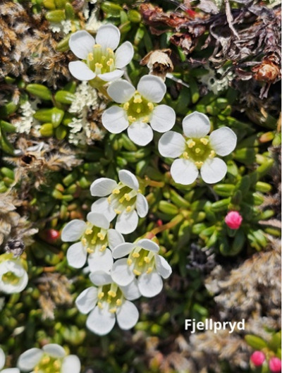 Fjellblomst1 5 Fjellpryd