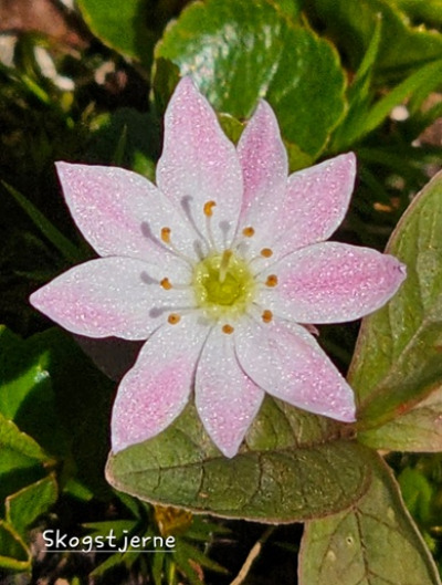Flotte villblomster 1
