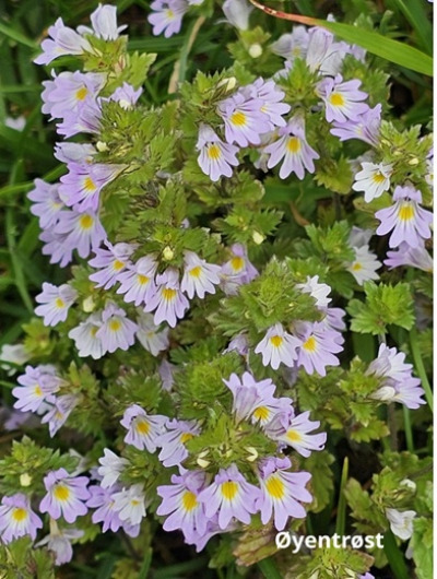 Flotte villblomster 12